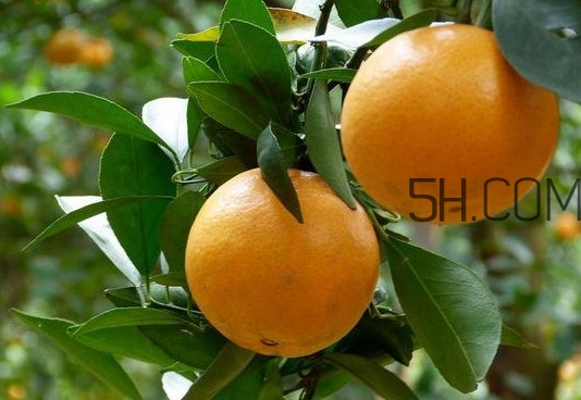 贡柑产地哪里的最好,贡柑多少钱一斤 贡柑产地哪里的最好,贡柑多少钱一斤