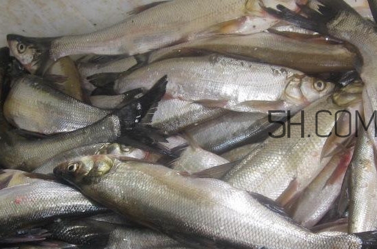 刁子鱼是淡水鱼吗,刁子鱼是什么鱼