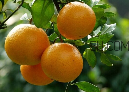 皇帝柑和皇帝贡柑的区别,皇帝柑和贡柑是一样的吗 皇帝柑和皇帝贡柑的区别,皇帝柑和贡柑是一样的吗