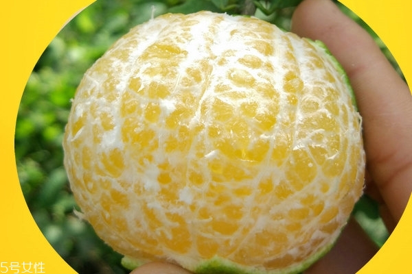 皇帝柑亩产大概多少斤,皇帝柑亩产量一般是多少