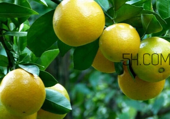 皇帝柑是哪里的特产,皇帝柑产地有哪些地方