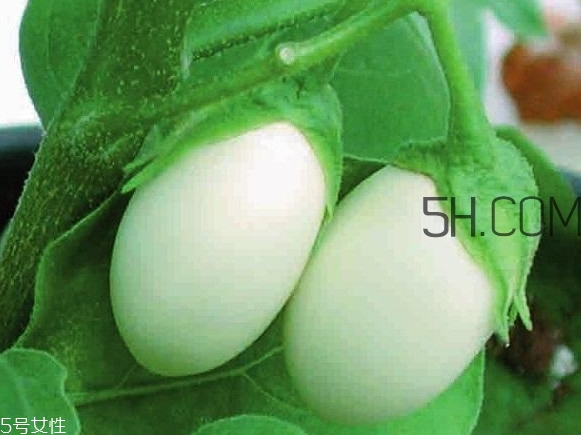 鸡蛋树真的能种出来吗,盆栽鸡蛋树如何种植