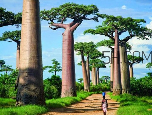 猴面包树果实好吃吗?,猴面包树图片果实能吃吗