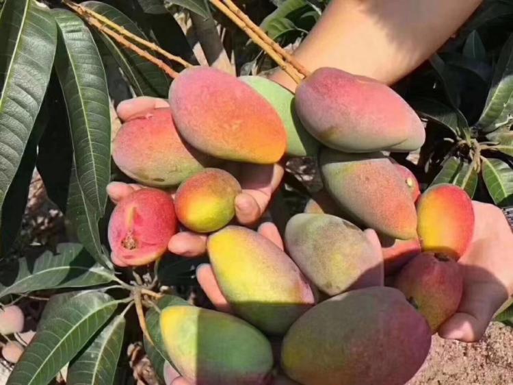 贵妃芒大的好吃还是小的好吃,贵妃芒和小台芒哪种好吃