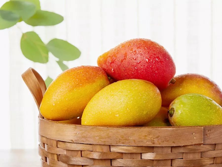 贵妃芒什么时候成熟,贵妃芒怎么催熟