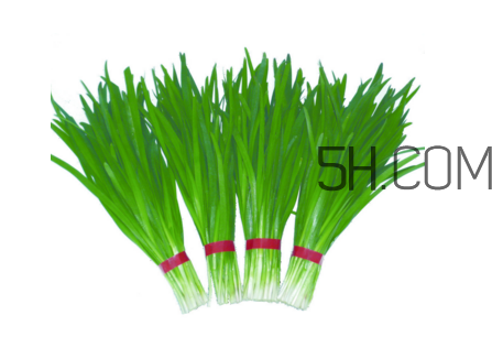 如何鉴别毒韭菜,毒韭菜图片