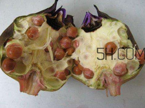 芡实有什么作用和功效,芡实是什么东西