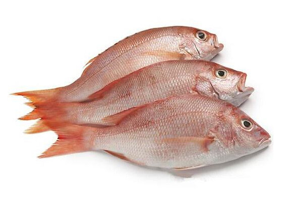 红鲷鱼多少钱一斤,黑鲷鱼多少钱一斤2021