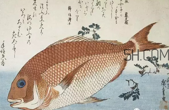 鲳鱼是什么鱼,鲷鱼是什么鱼怎么读