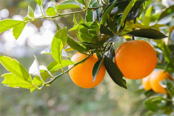 冰糖橙能放冰箱吗,冰糖橙放冰箱能保存多久 冰糖橙能放冰箱吗,冰糖橙放冰箱能保存多久