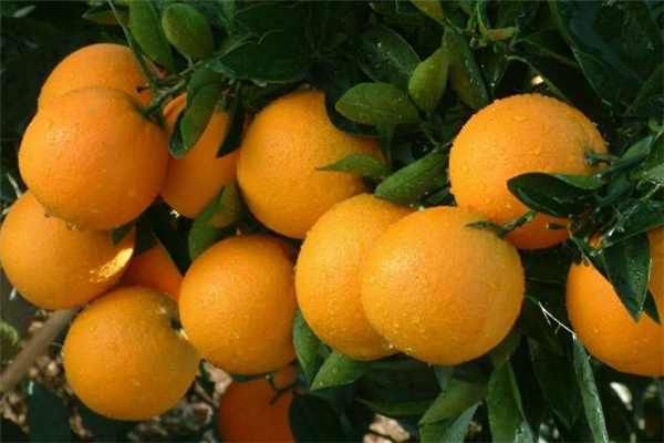 冰糖橙可以每天吃吗,经常吃冰糖橙的好处