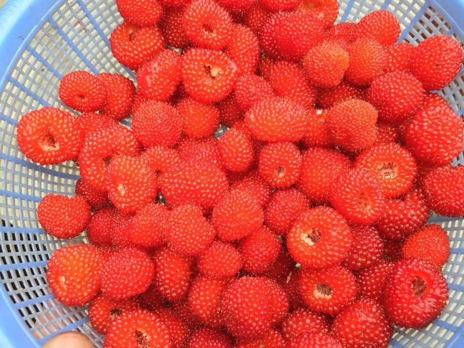 草莓可以榨汁吗,草莓可以榨果汁吗