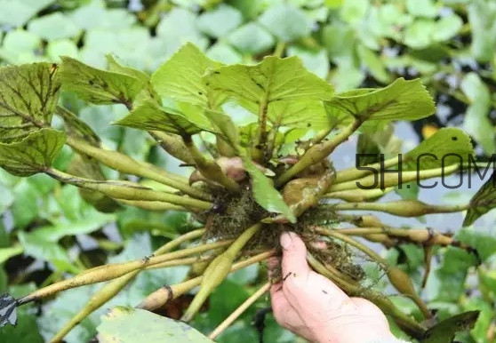 鲜菱角怎么做好吃,菱角好吃吗什么味道