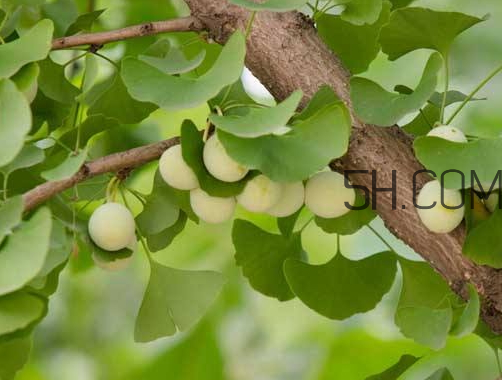 银杏果能治什么病啊,银杏果有什么功效和作用