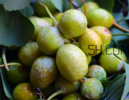 银杏叶能泡水喝吗,银杏果怎么泡茶喝