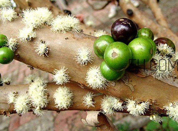 嘉宝果是什么水果,嘉宝果的功效和作用和禁忌 嘉宝果是什么水果,嘉宝果的功效和作用和禁忌