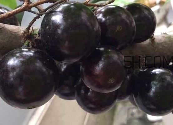 嘉宝果树哪个品种最好,四季红妃嘉宝果几年结果 嘉宝果树哪个品种最好,四季红妃嘉宝果几年结果