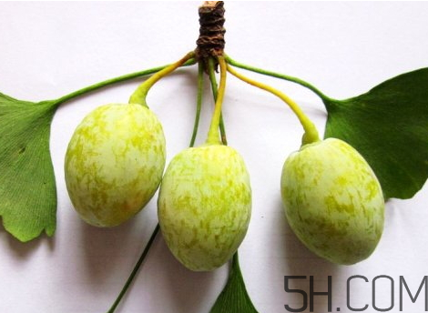 白果为什么是苦的,白果为什么有的苦有的不苦