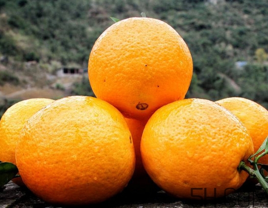 褚橙真有那么好吃吗,褚橙到底好不好吃