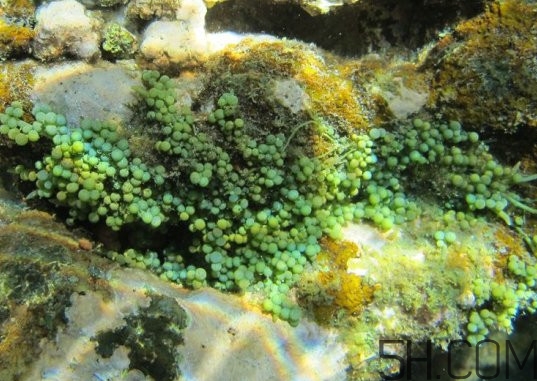 海葡萄价格多少钱一斤,世界上最贵的葡萄多少钱一斤