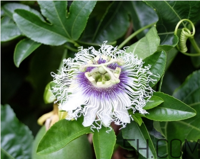 百香果适合在什么时候种植,百香果在什么季节种植最好 百香果适合在什么时候种植,百香果在什么季节种植最好
