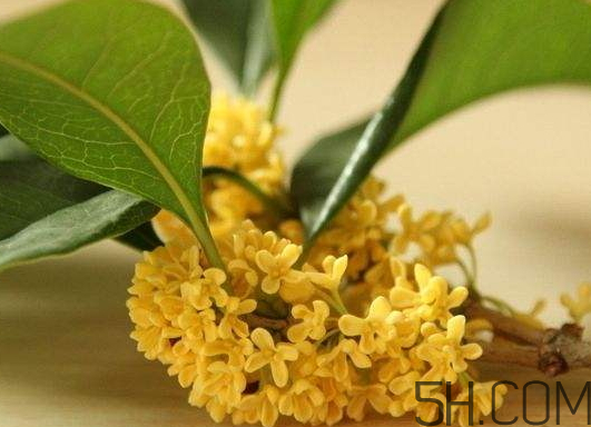 黄桂花可以吃吗,黄桂花的功效和作用禁忌