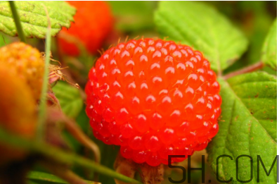 覆盆子有毒吗,覆盆子有毒副作用吗