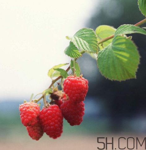 覆盆子有什么作用和功效,什么是覆盆子 覆盆子有什么作用和功效,什么是覆盆子