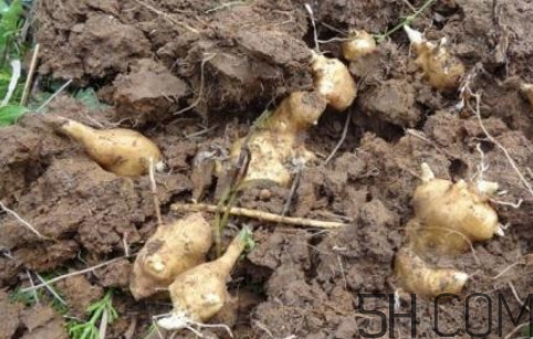 洋姜怎么吃,鬼子姜可以生吃吗?