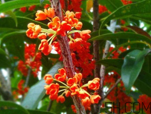 红桂花好还是黄桂花好 桂花品种有哪些,红桂花好还是黄桂花好? 红桂花好还是黄桂花好 桂花品种有哪些,红桂花好还是黄桂花好?