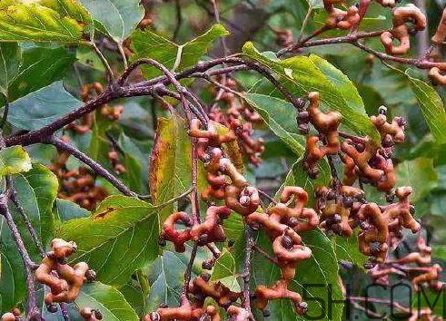 万寿果泡酒的功效,万寿果泡酒 万寿果泡酒的功效,万寿果泡酒