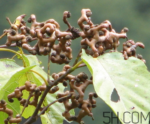 万寿果是什么水果?,万寿果之称的水果是什么