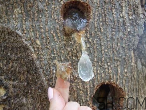 雪燕生长在什么树上,雪燕是什么植物