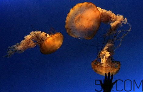 海蜇头属于荤菜还是素菜,海蜇属于荤菜还是素菜