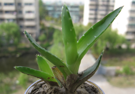 芦荟可以治脚气吗,芦荟治脚气有效果吗 芦荟可以治脚气吗,芦荟治脚气有效果吗