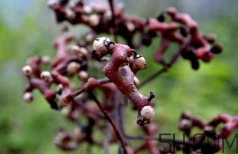 拐枣能和什么一起泡酒,拐枣可以直接泡酒吗 拐枣能和什么一起泡酒,拐枣可以直接泡酒吗