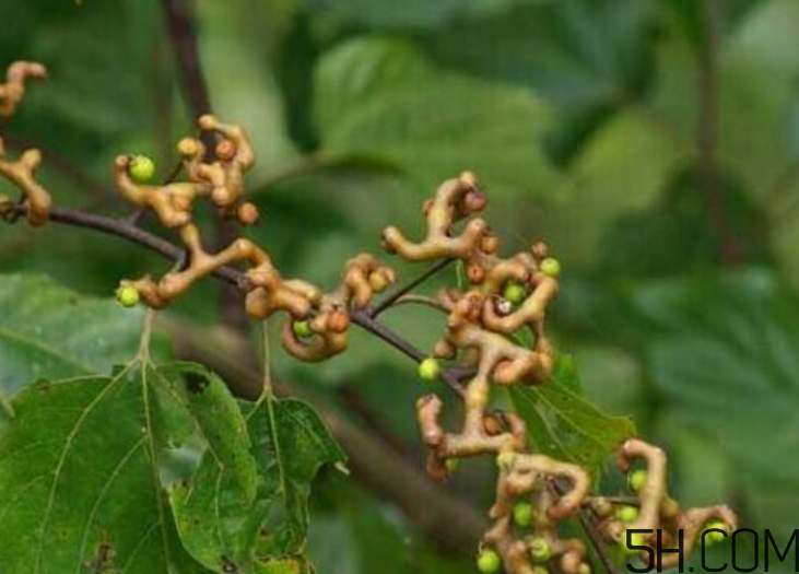 拐枣是什么样子,拐枣是什么东西