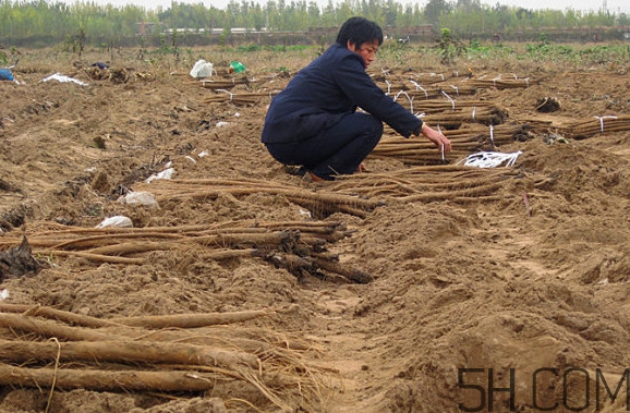 牛蒡种植几年收,牛蒡什么时候种和什么时候收