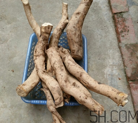 牛蒡是牛大力吗?,牛大力是牛蒡子吗