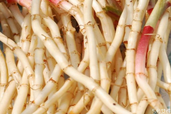 鱼腥草跟折耳根是同一种东西吗?,鱼腥草是不是折耳根