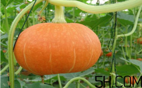 秋天的南瓜能吃吗,有什么忌讳,秋天南瓜可以吃吗 秋天的南瓜能吃吗,有什么忌讳,秋天南瓜可以吃吗