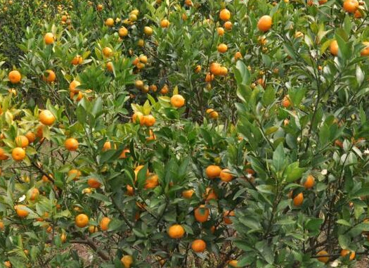 正宗的沙糖桔是哪里产的,沙糖桔哪里的最正宗 正宗的沙糖桔是哪里产的,沙糖桔哪里的最正宗