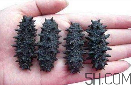 如何辨别海参的优劣,怎样辨别海参的好坏如何挑选海参 如何辨别海参的优劣,怎样辨别海参的好坏如何挑选海参