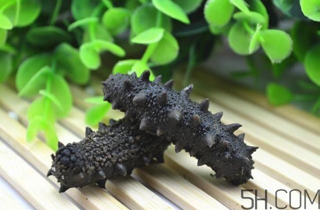 海参是越大越好还是越小越好,海参是越大越好吗