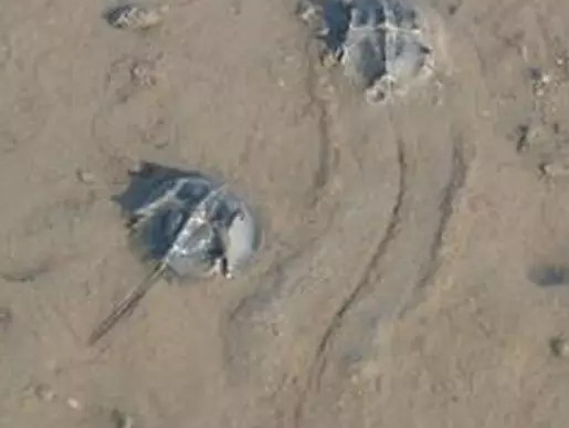 中华鲎能活多久,中华鲎寿命