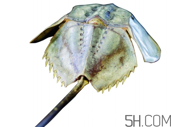 马蹄蟹好吃吗,马蹄蟹吃什么