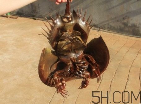 中华鲎有毒吗,中华鲎有没有毒