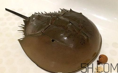 中华鲎是保护动物吗?,中华鲎是不是国家保护动物 中华鲎是保护动物吗?,中华鲎是不是国家保护动物