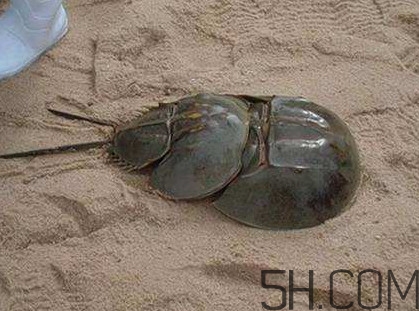 中华鲎能吃吗,中华鲎能吃吗有肉吗