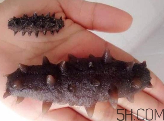 吃鲜海参好还是吃干海参好,买即食海参好还是干海参好